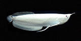 Platinum Arowana