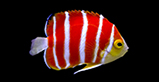 Peppermint Angelfish