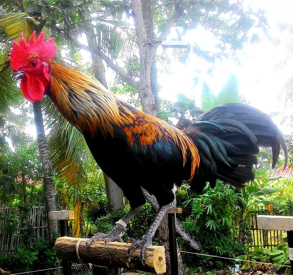 Ayam Ketawa rooster