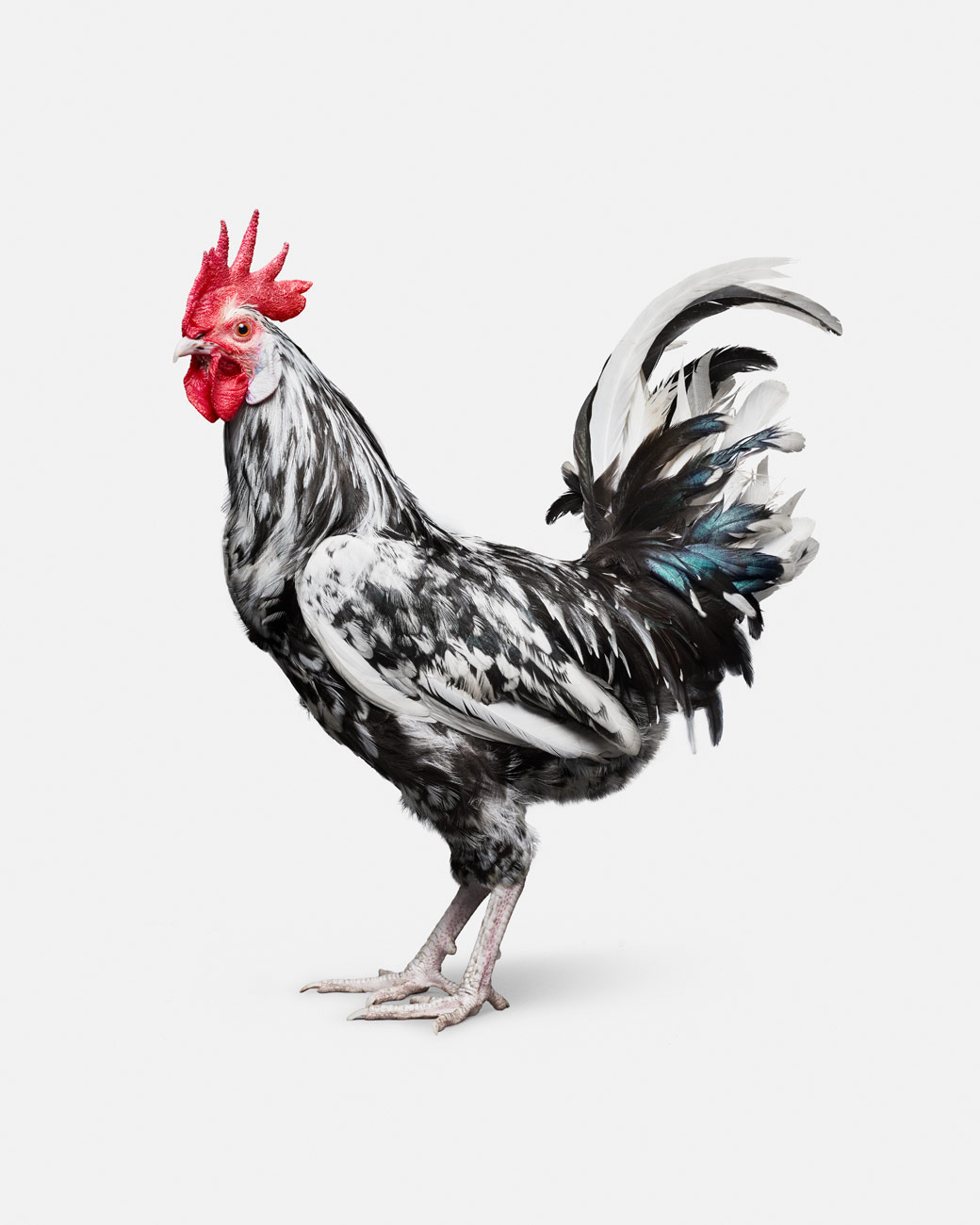 Orust rooster